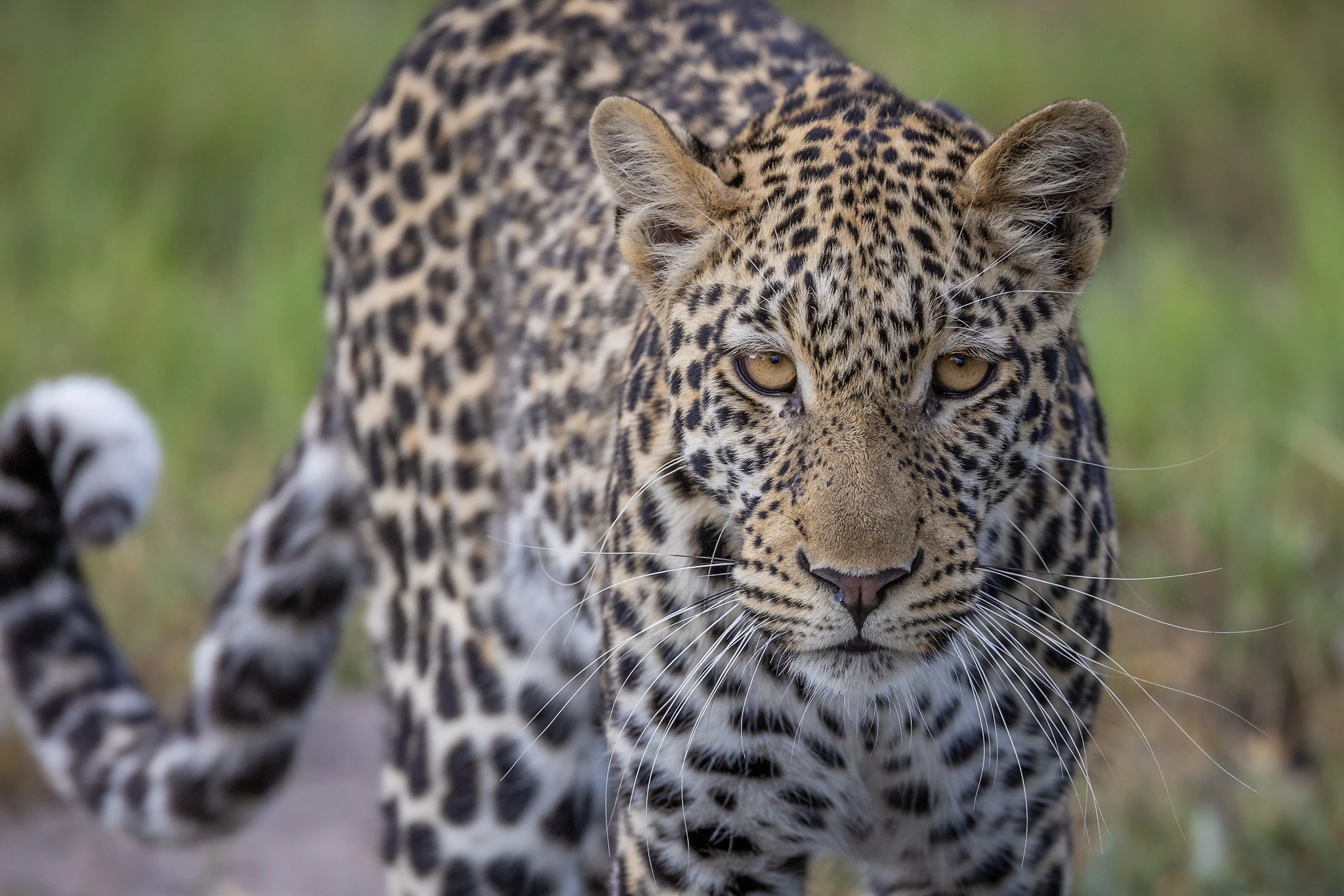 charl stols leopard photography eye contact