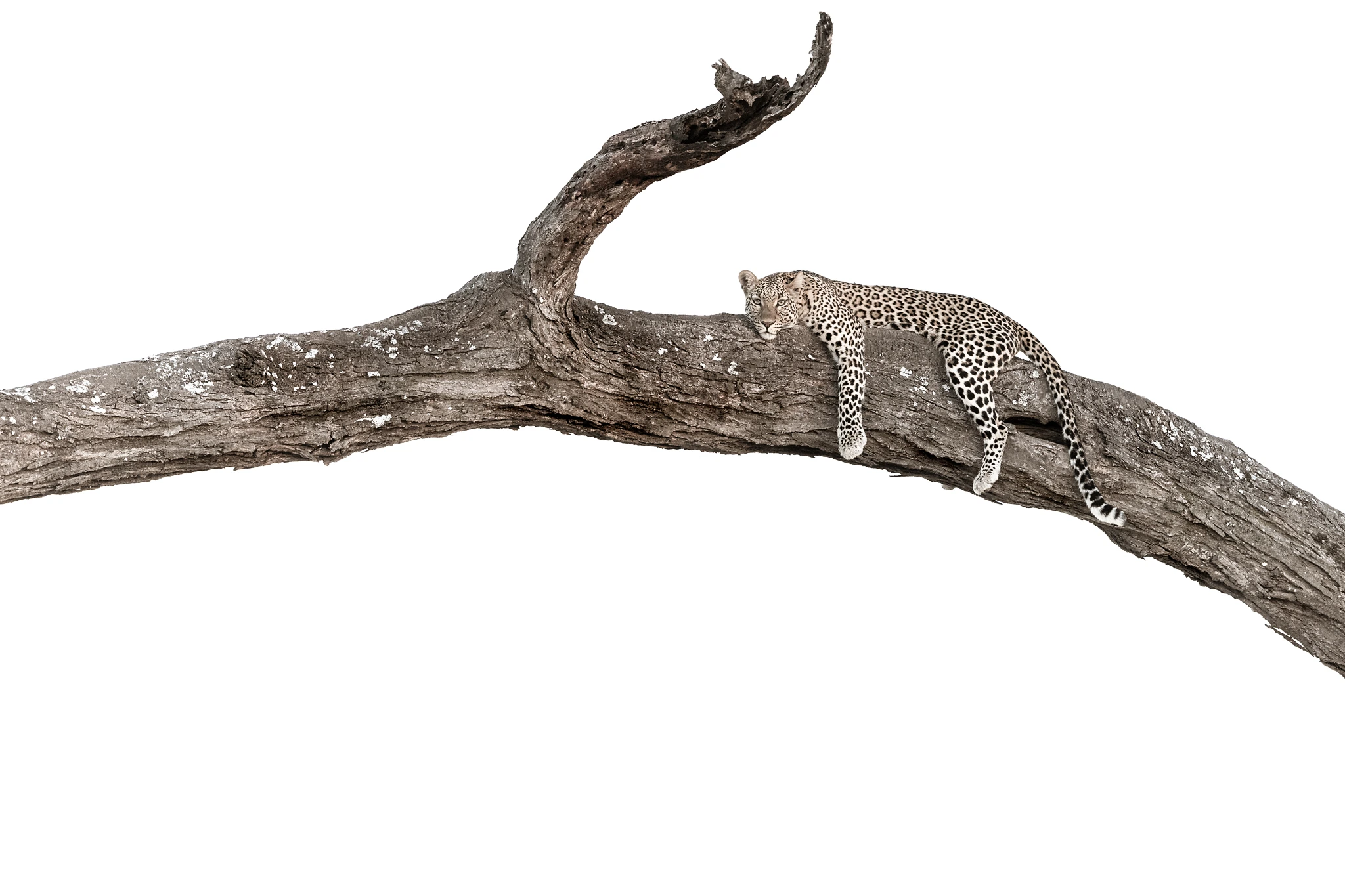 charl stols leopard photography high key leopard in a tree charl stols leopard photography high key leopard in a tree