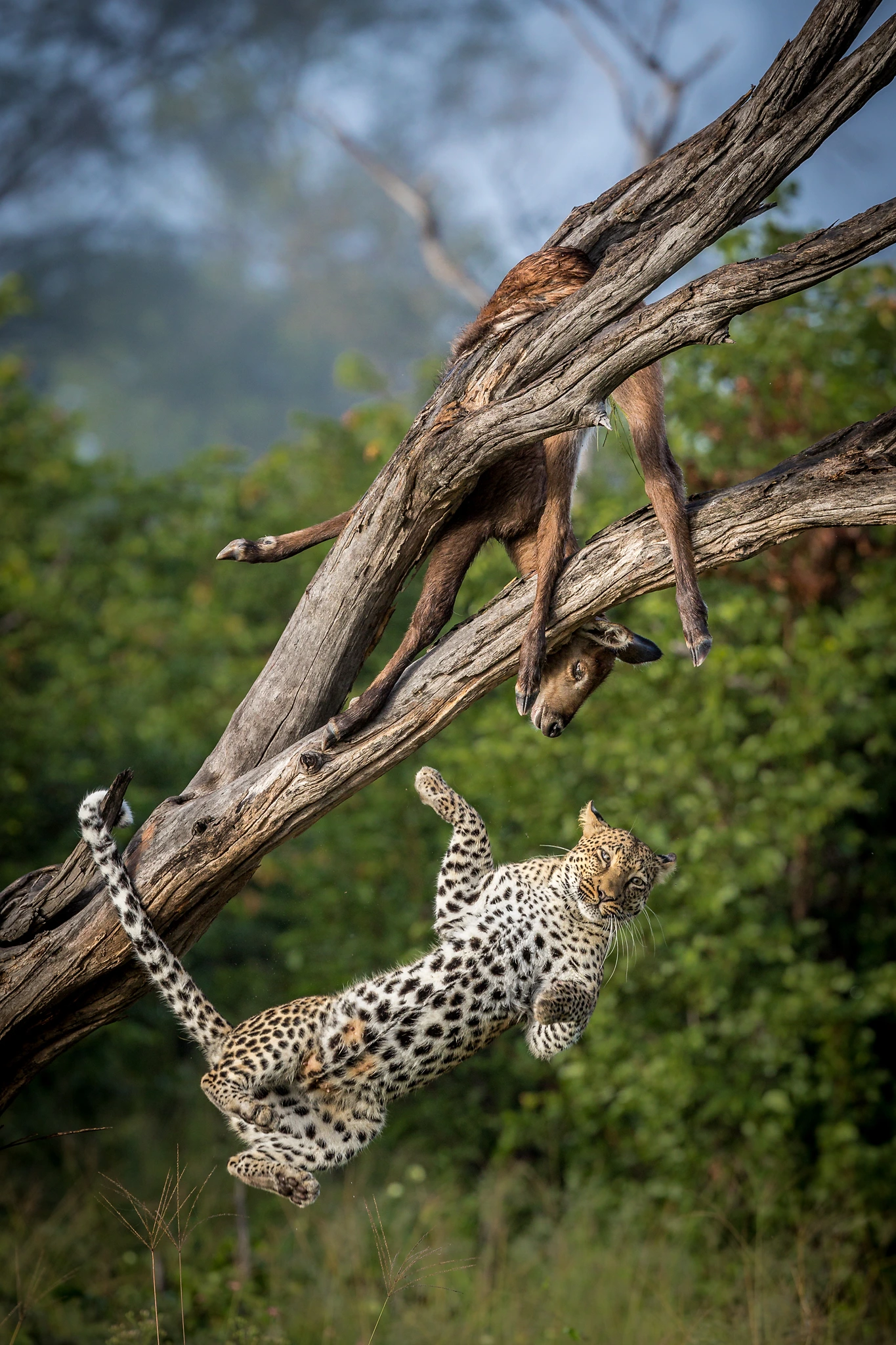 charl stols leopard photography leopard falling out of tree