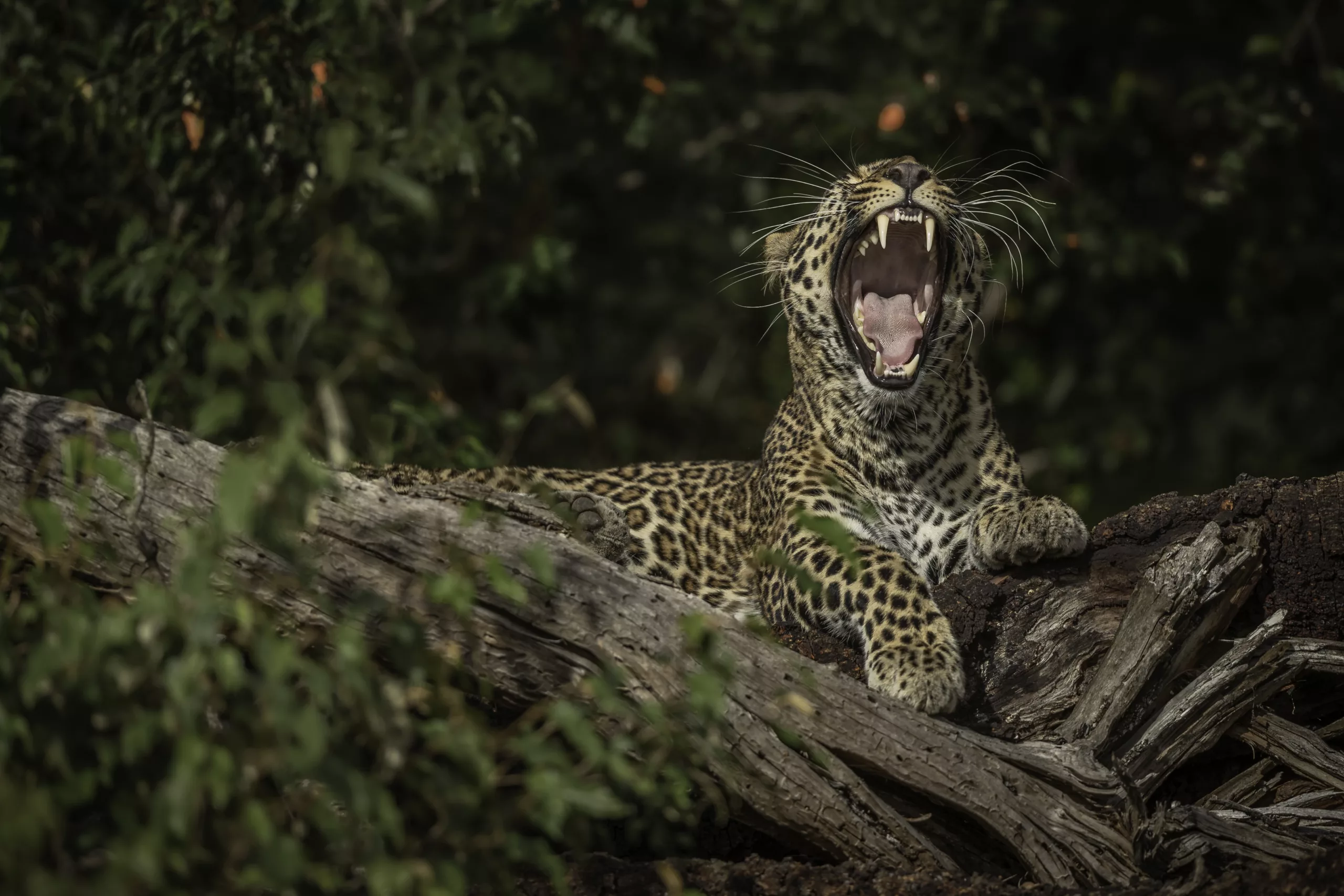 charl stols leopard photography leopard roaring