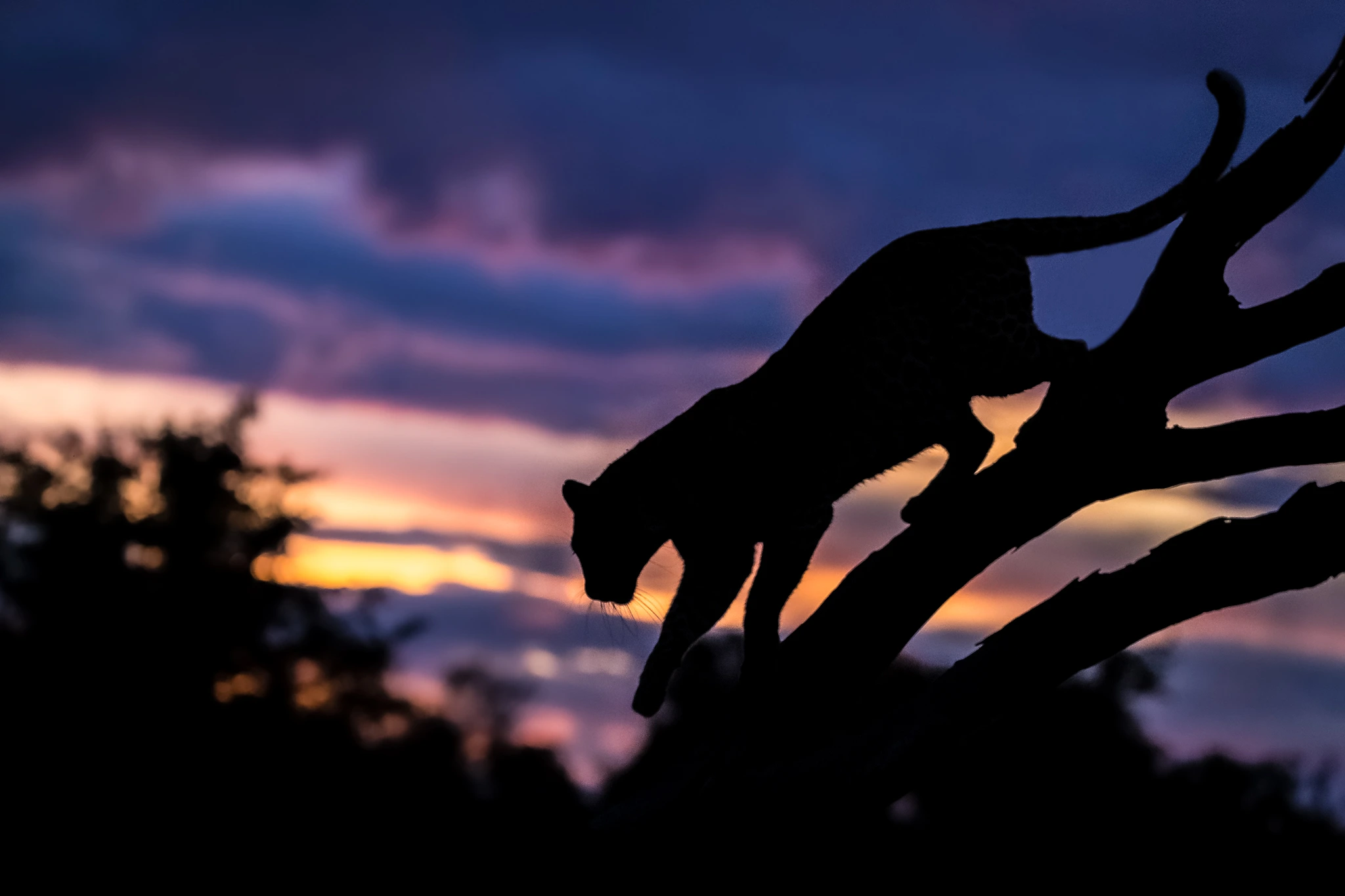 charl stols leopard photography leopard silhouette