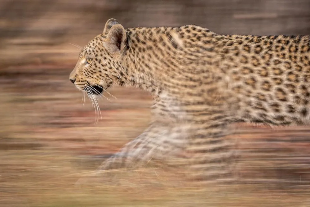 charl stols leopard photography leopard slow panning