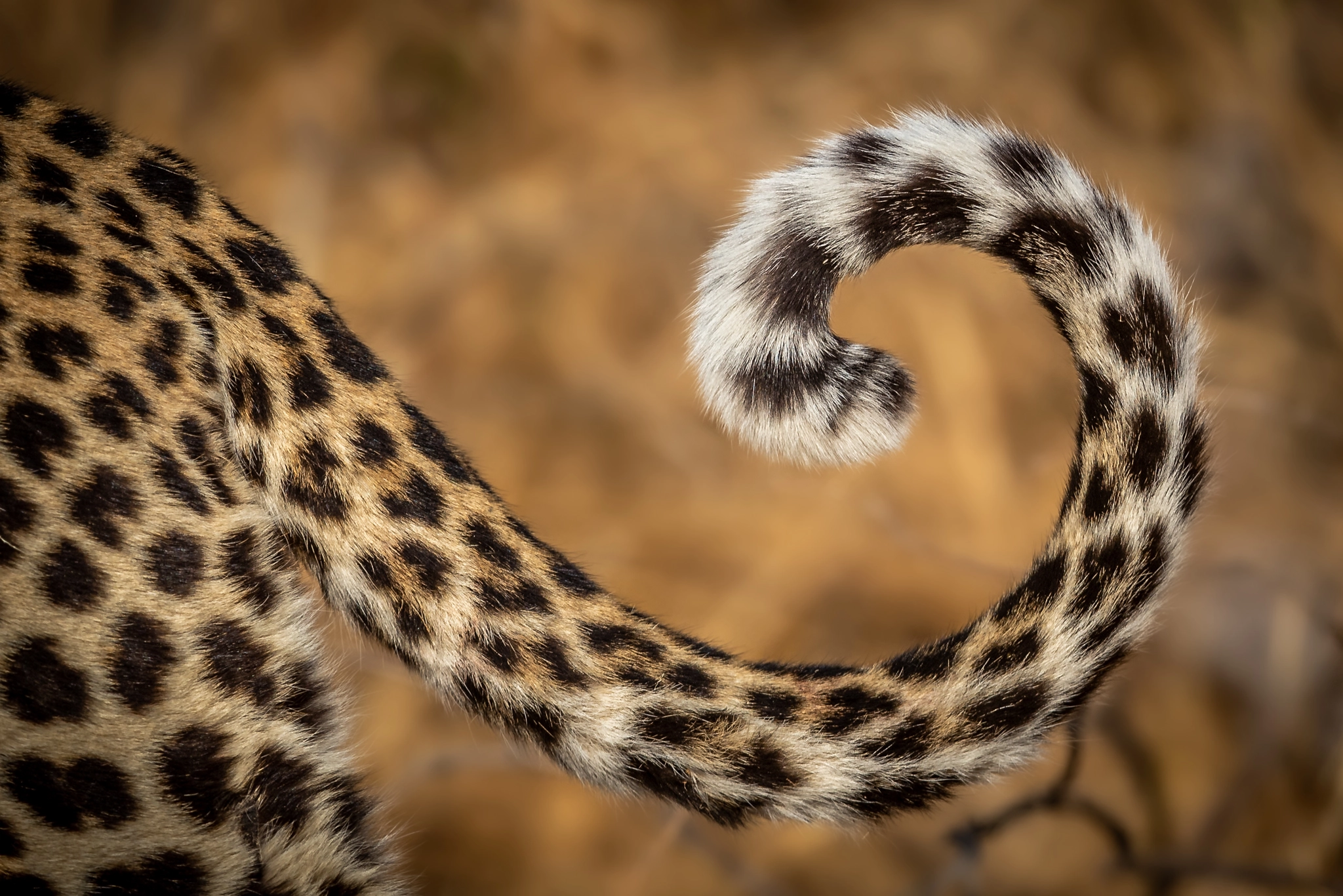 charl stols leopard photography leopard tail