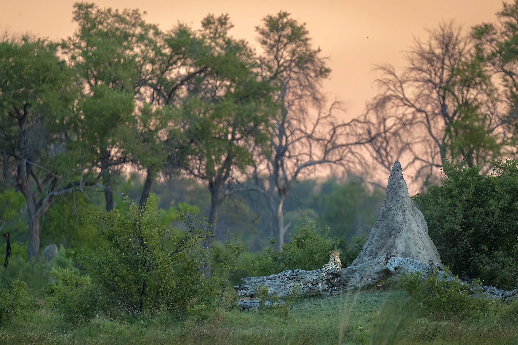 charl stols leopard photography leopard and the termite mound