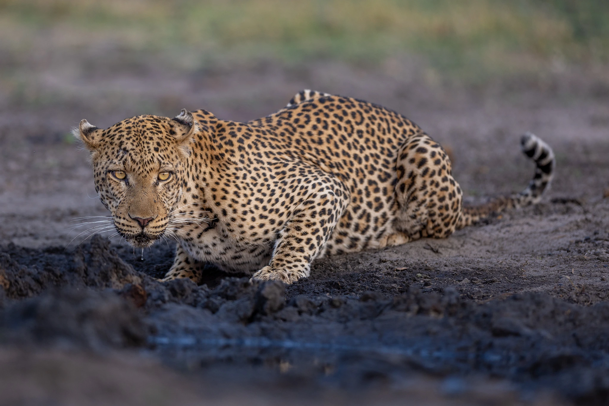 charl stols leopard photography leopard drinking water