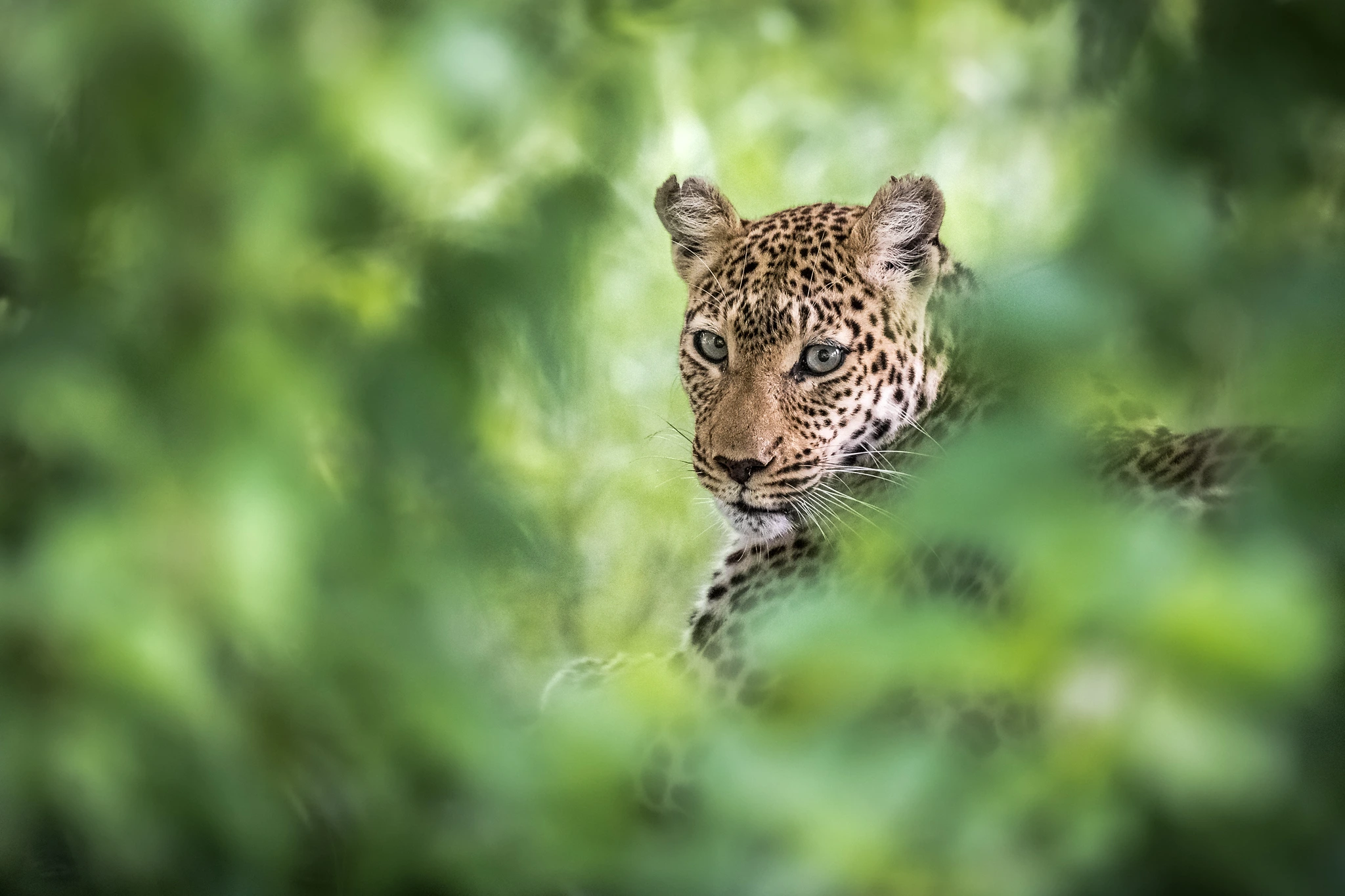 charl stols leopard photography leopard in dense bushes