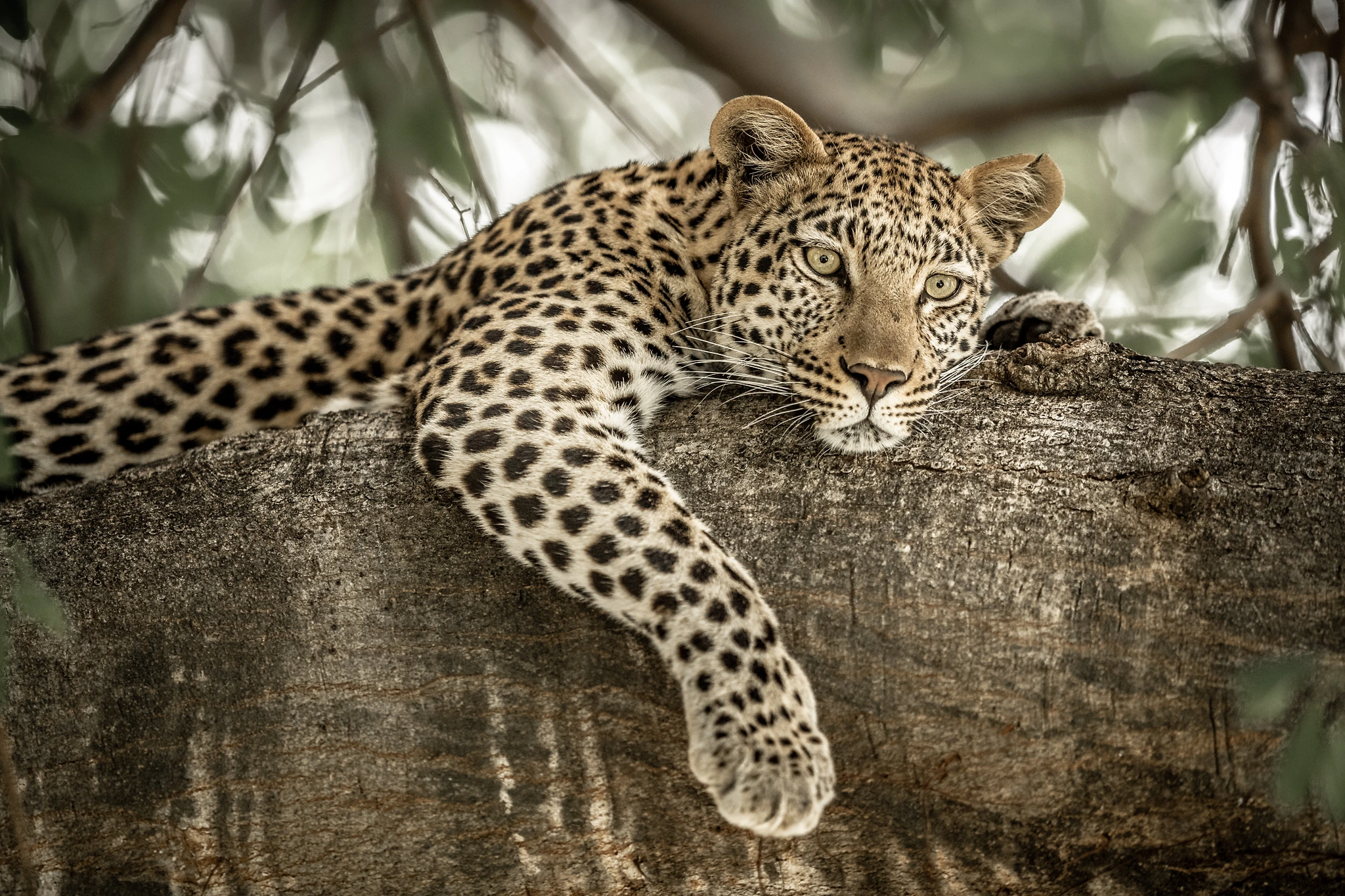 charl stols leopard photography leopard lazing in a tree