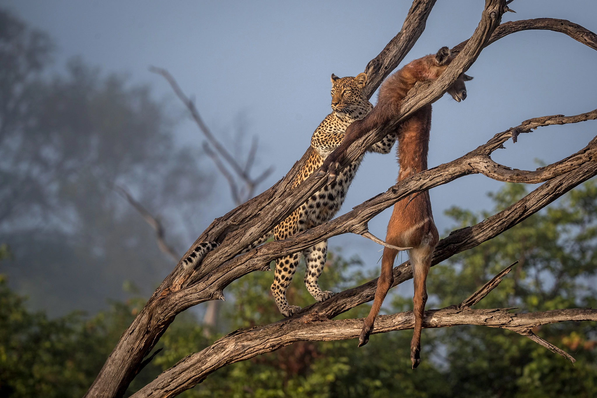 charl stols leopard photography leopard with a kill in tree