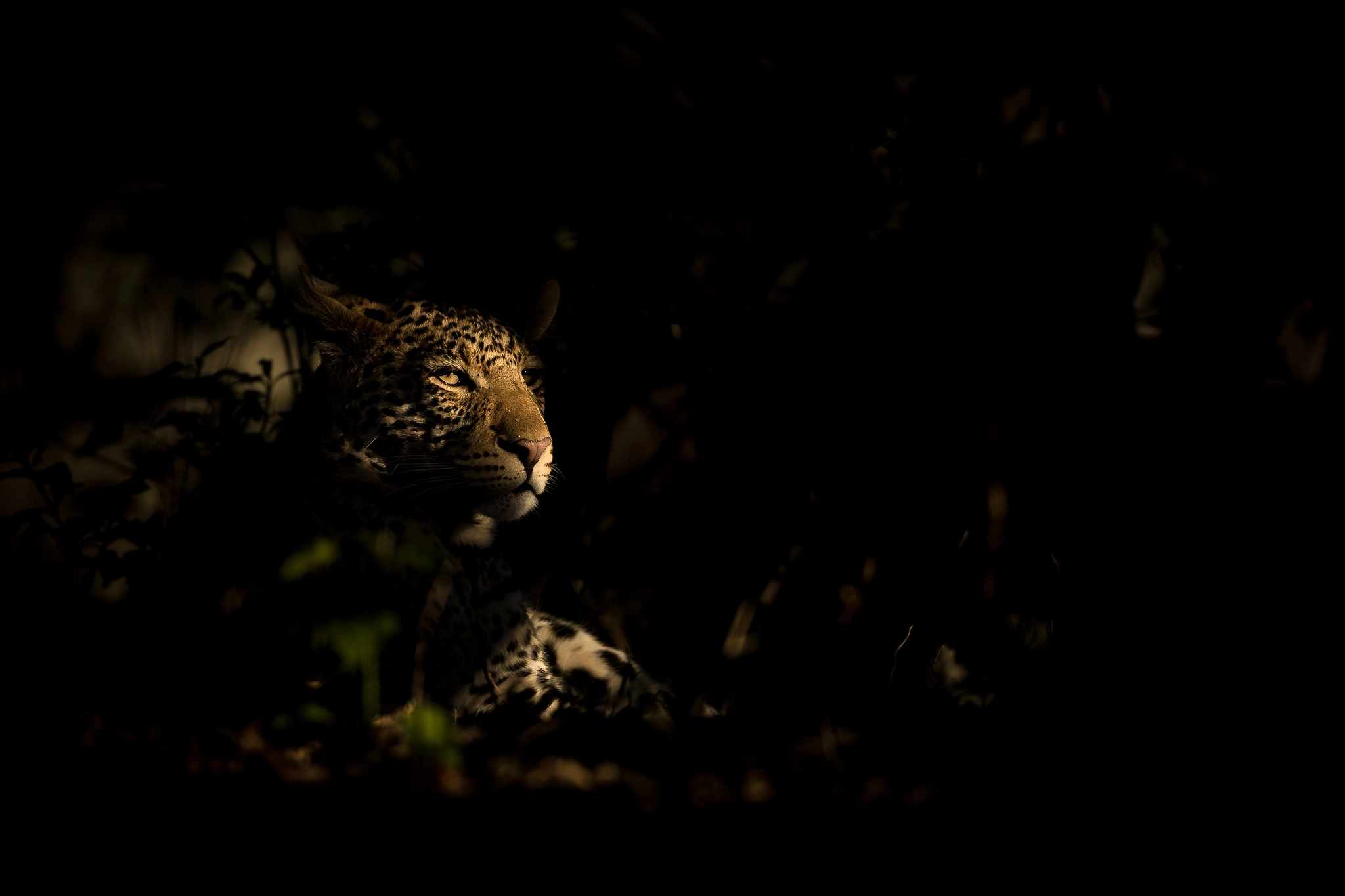 charl stols leopard photography low key leopard