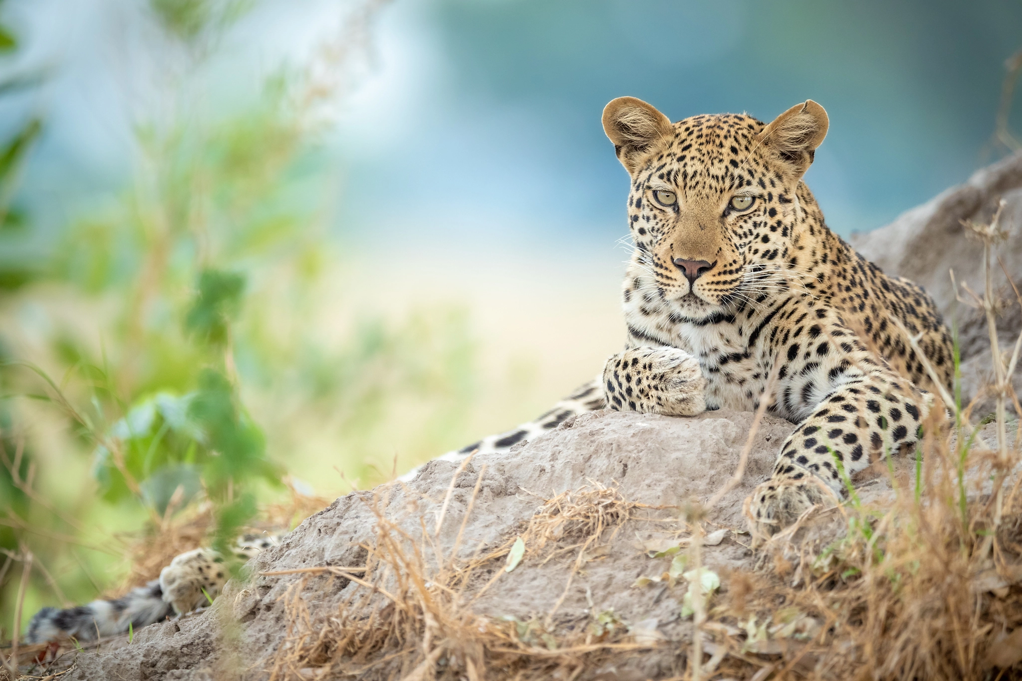 charl stols leopard photography on a termite mound