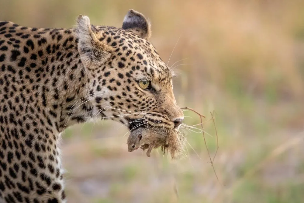charl stols leopard photography young leopard learning to hunt