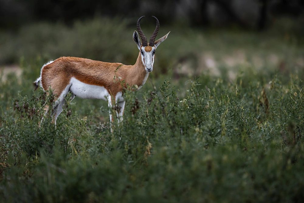 charl stols springbok - Leopard's prey