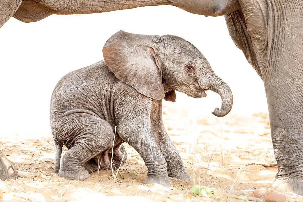 Young elephant on the Chobe River - Janine Krayer