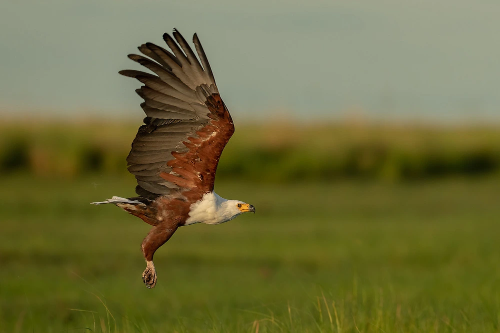 fish eagle photography charl stols