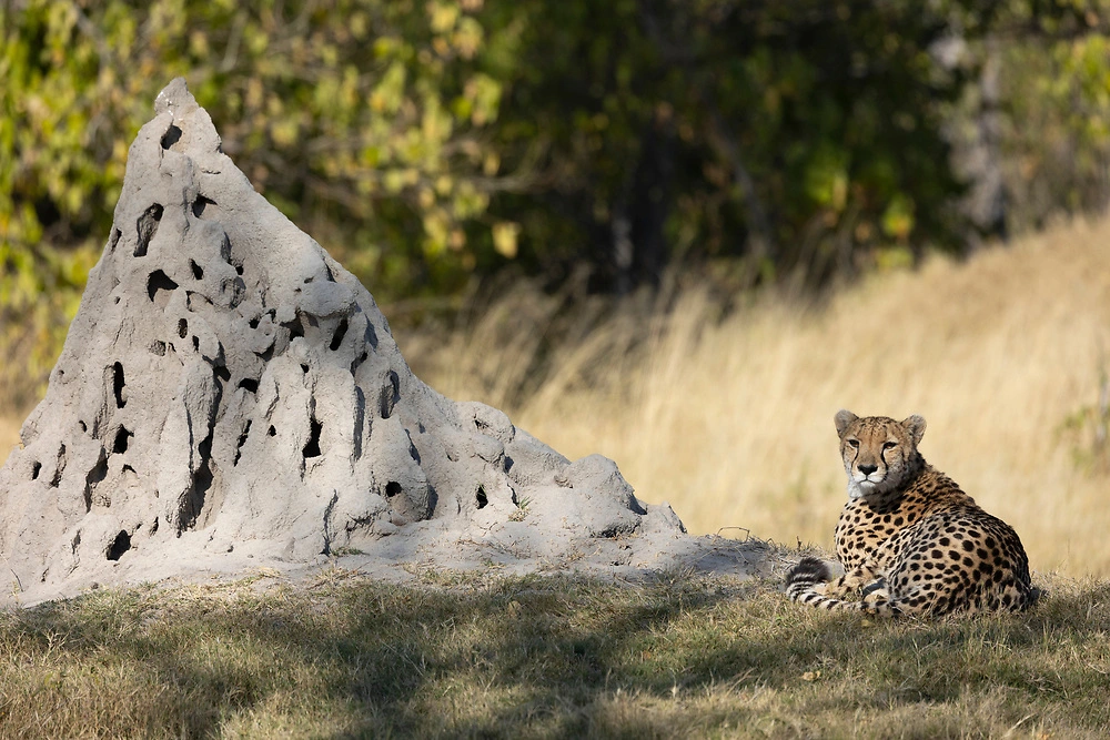 janine krayer cheetah in the okavango delta