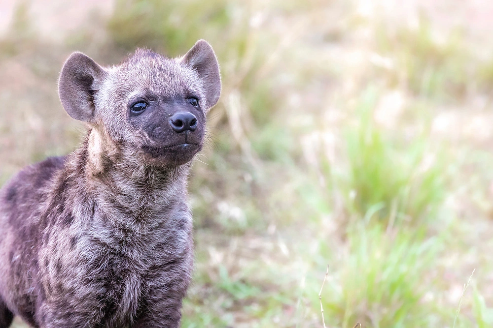 janine krayer hyena cub