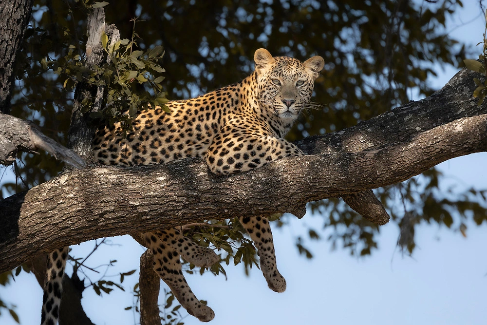 janine krayer leopard shinde okavango delta Leopard in a tree - Janine Krayer