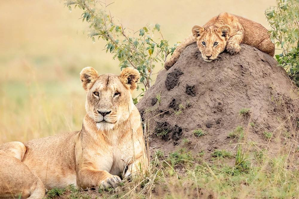 Janine Krayer - Lions and Lion Cubs - Kenya