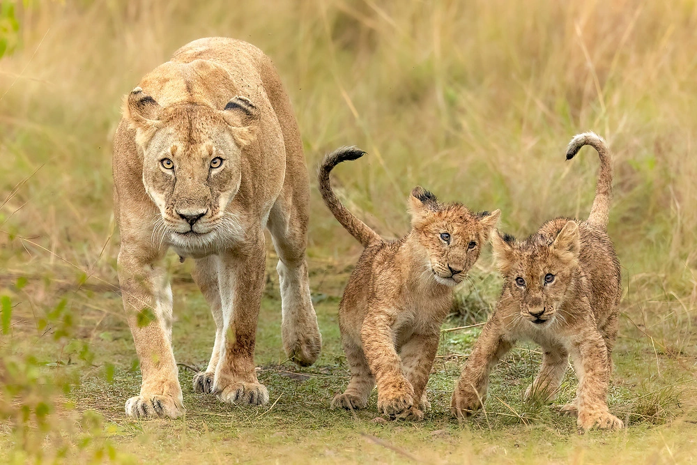 janine krayer masai mara lion cubs