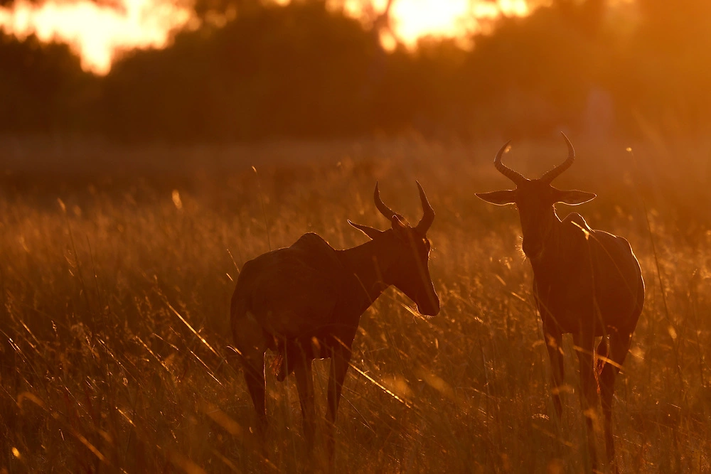 Janine Krayer - Tsetsebeest in the Okavango Delta