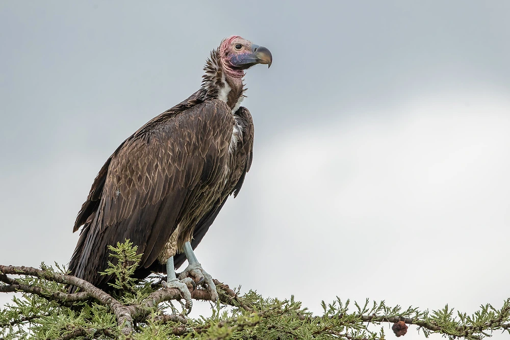 lappet face vulture charl stols