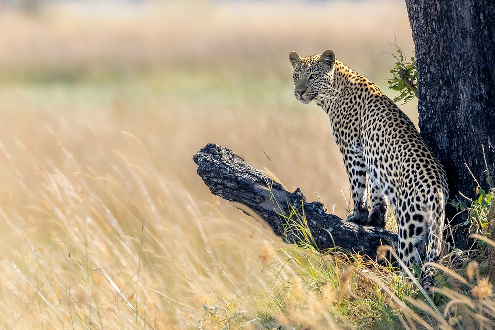 leopard in the delta janine krayer