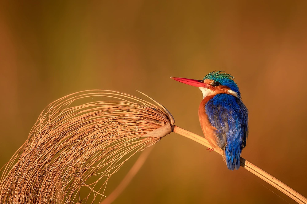 Malachite Kingfisher - Charl Stols