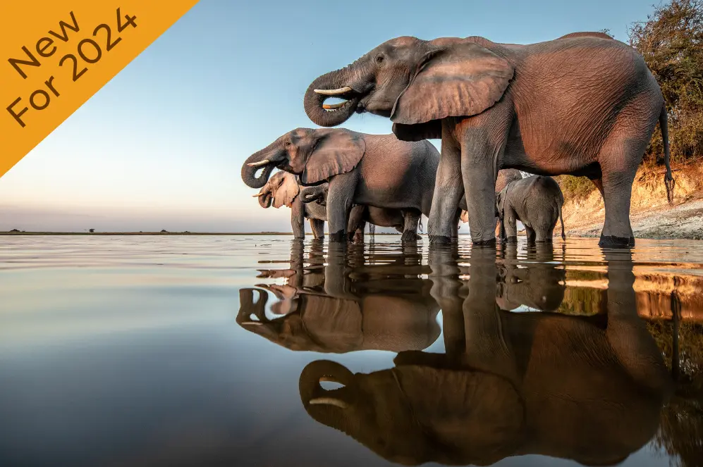 Elephants in the Chobe