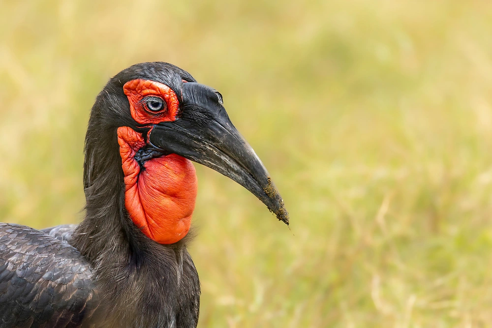 Janine Krayer - Red Hornbill