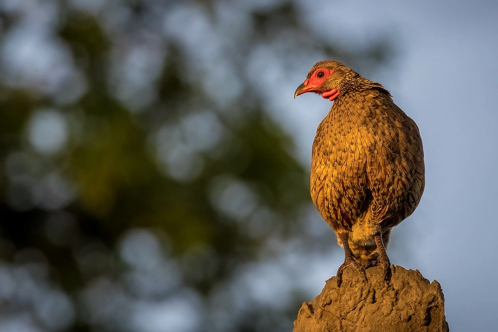 swainsons spurfowl by charl stols