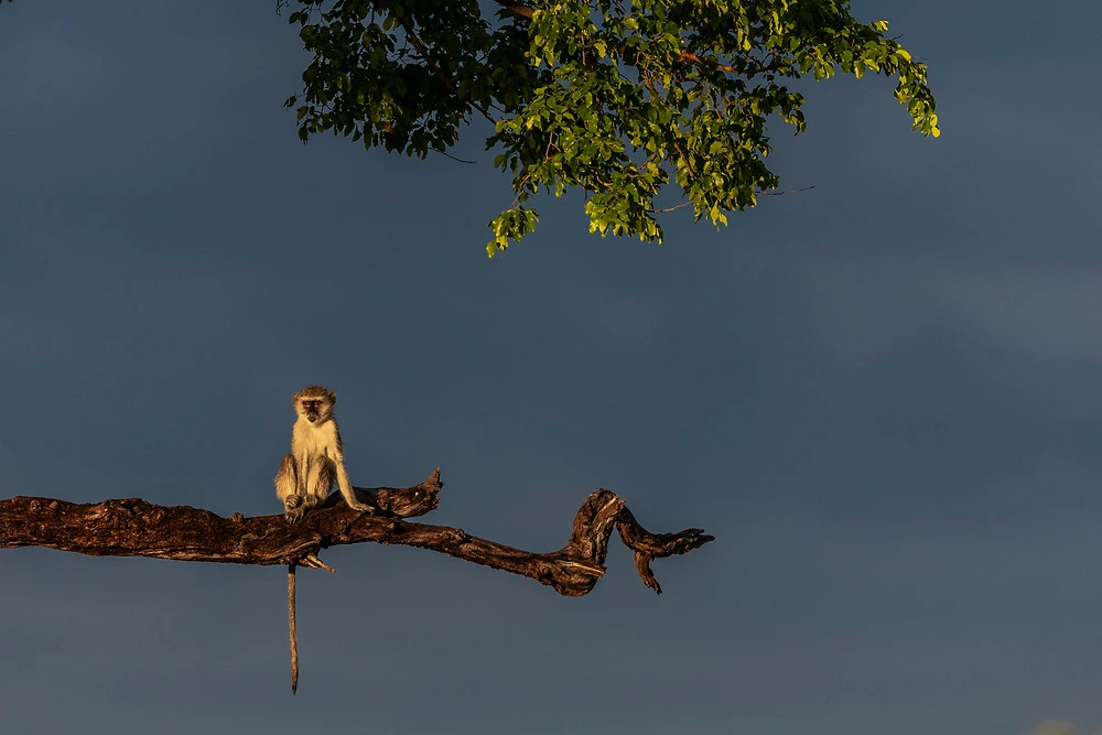 vervet monkey by janine krayer