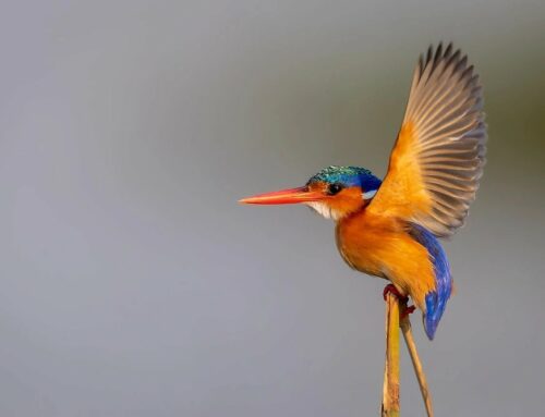 Try micro-adjustments to get sharp images