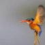 af micro adjustments wildlife photography