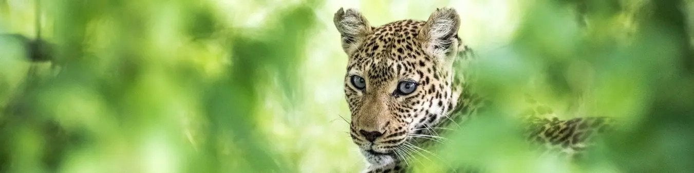 Leopard in The Okavango delta