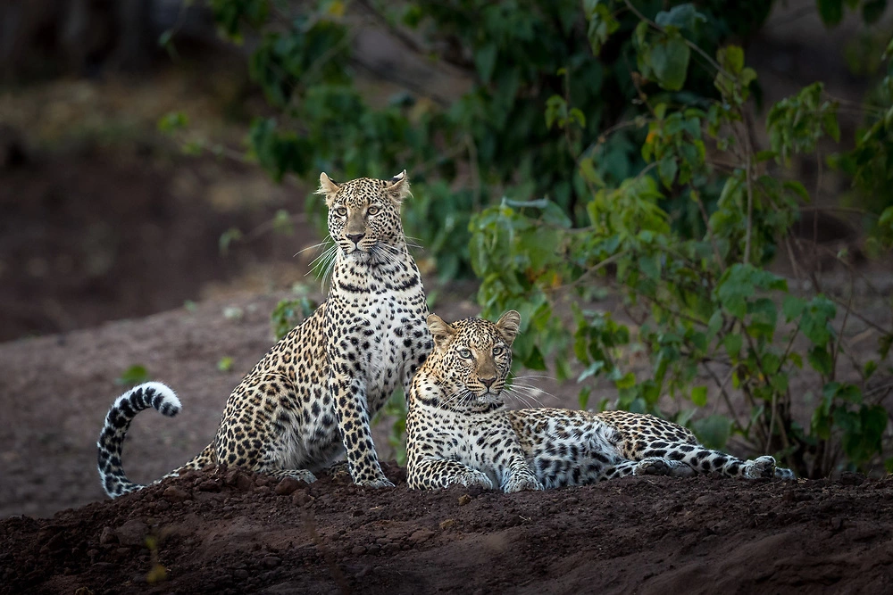 leopard photography two leopards