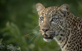 Charl Stols Leopard Photography Green Season in Botswana