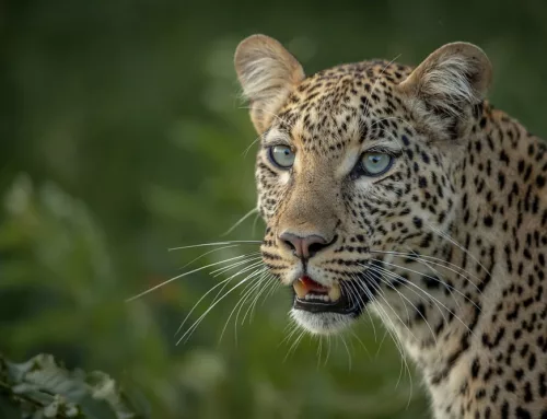 Leopard Photography Tips
