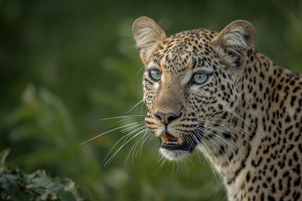 Charl Stols Leopard Photography Green Season in Botswana