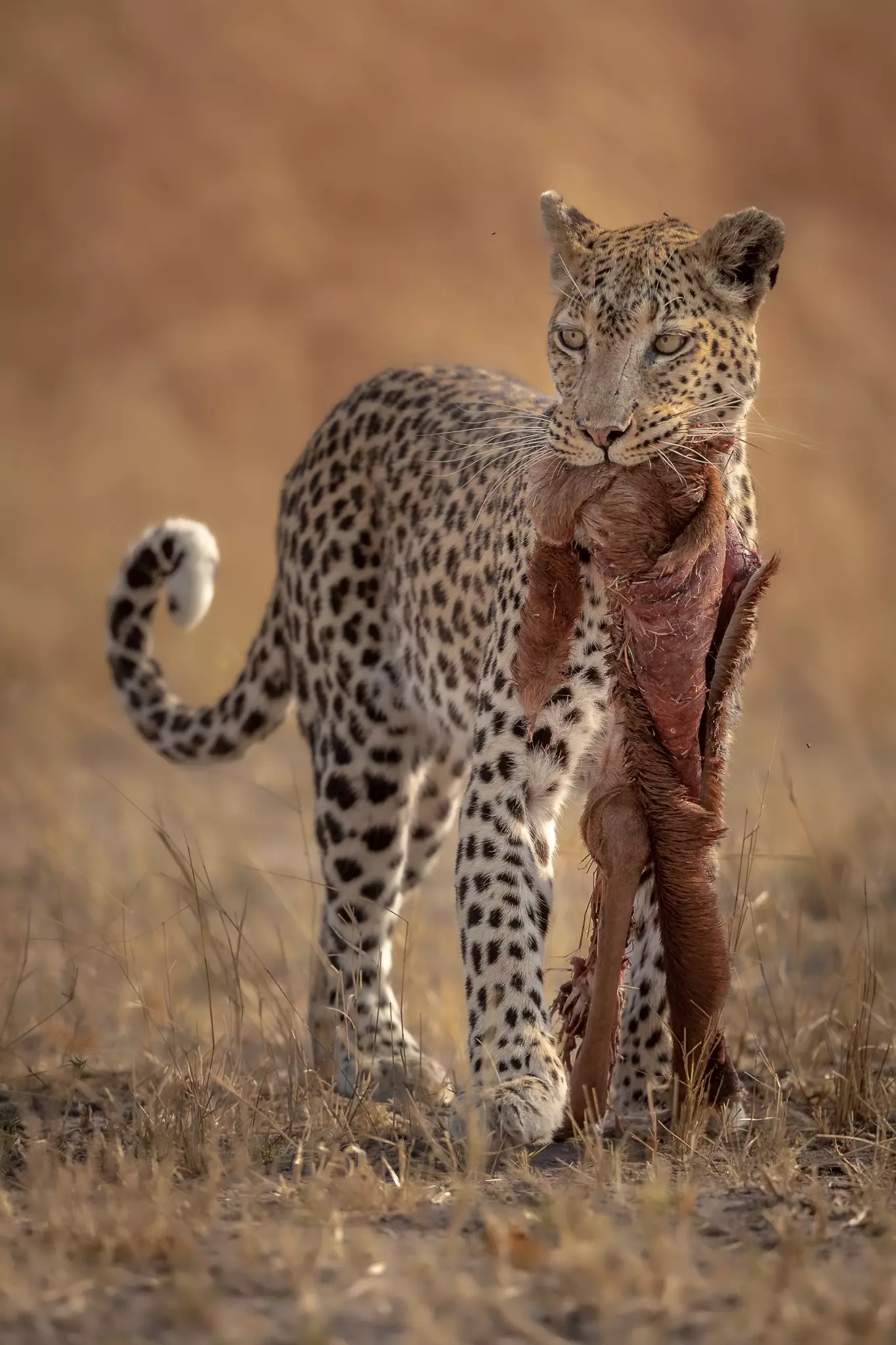 rd photography leopard with a kill