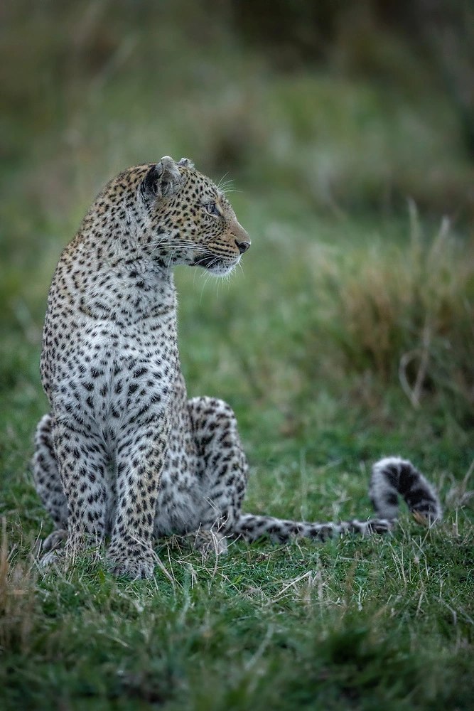 rd photography masai mara leopard