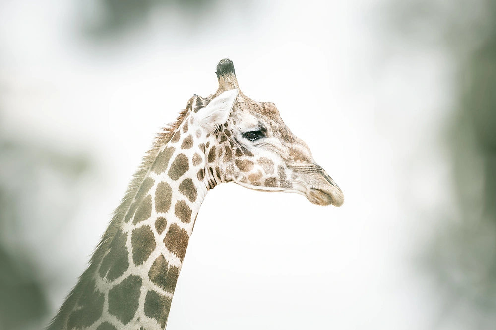 bokeh giraffe sabine stols Sabine Stols - Bokeh