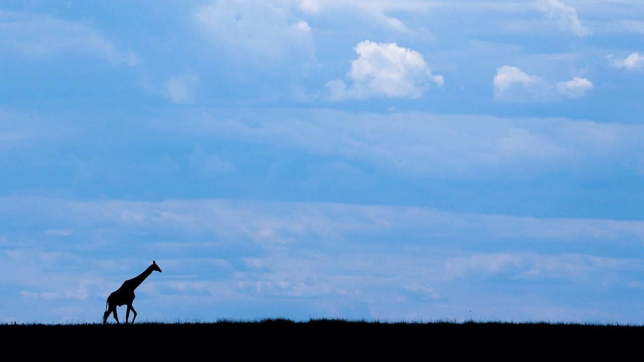 danielle carstens blue sky and giraffe Danielle Carstens - The giraffe