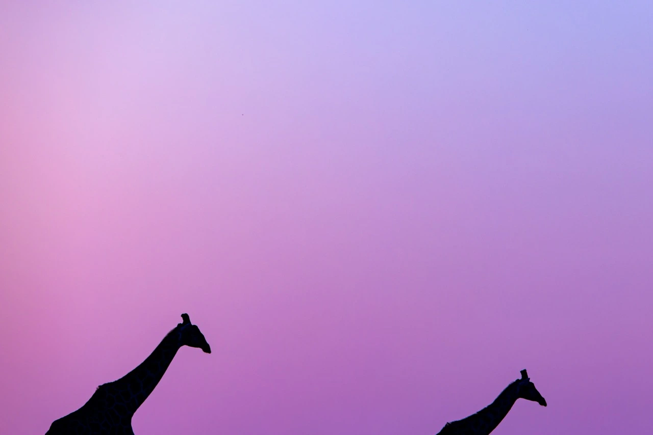 Danielle Carstens | Sunset Giraffes