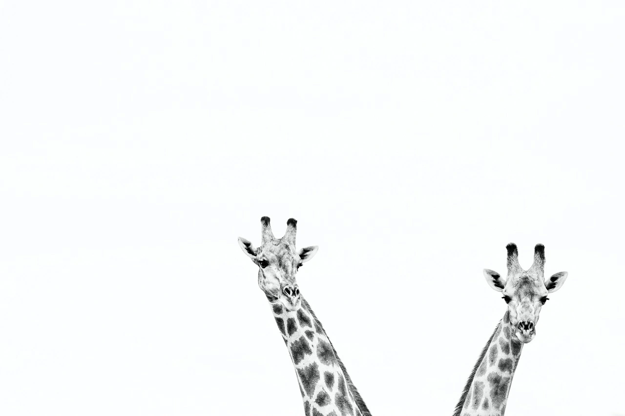 Danielle Carstens - High Key Giraffe