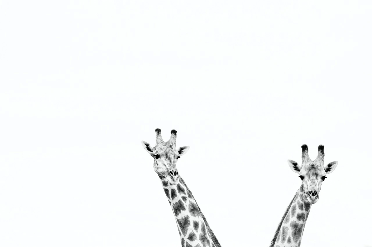 danielle carstens silhouette heads Danielle Carstens - High Key Giraffe