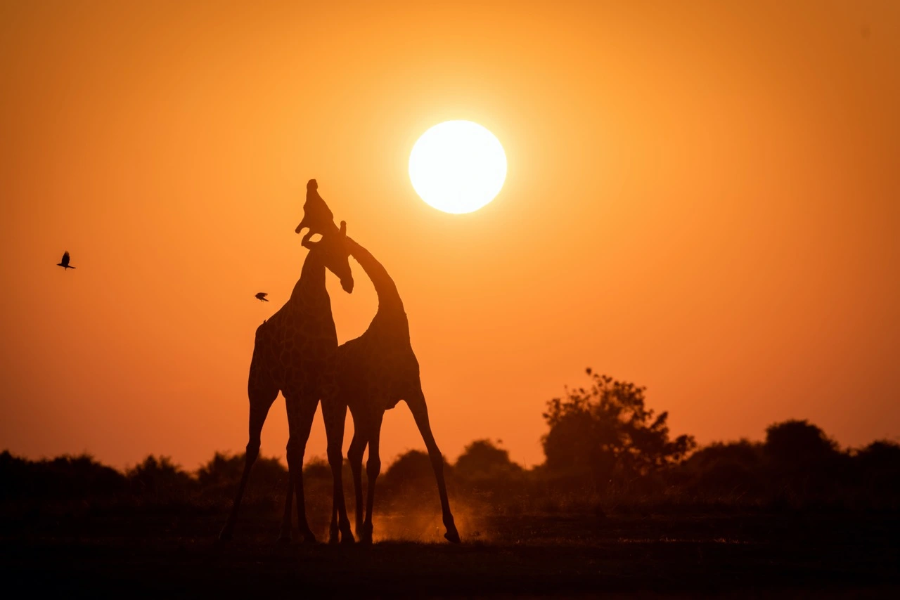danielle carstens sunset giraffes Danielle Carstens - Giraffe