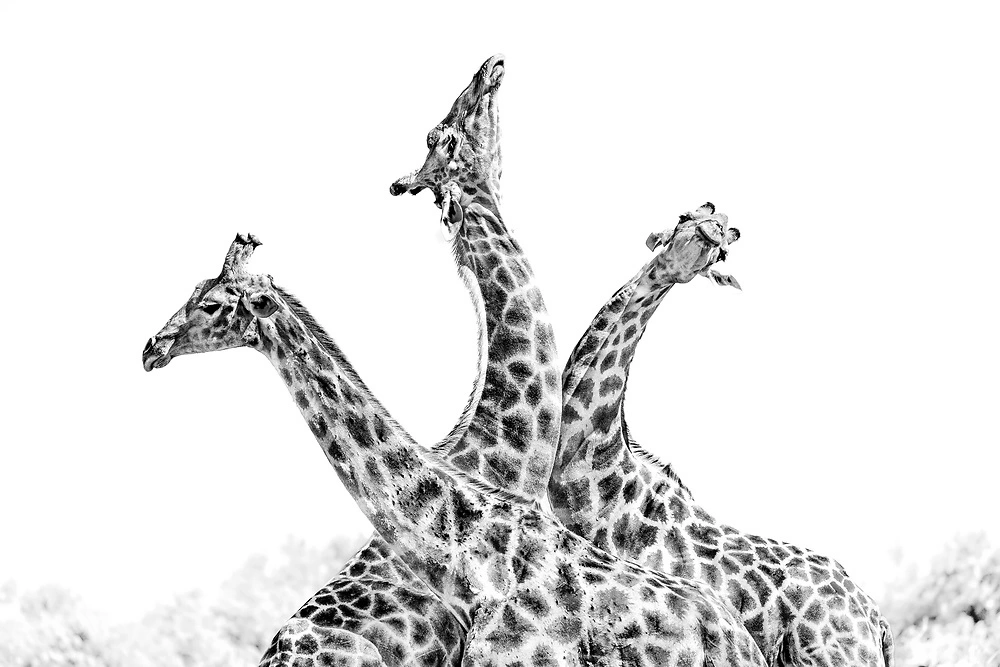 Janine Krayer - Giraffe Necking