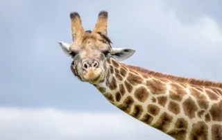 oxpecker and giraffe sabine stols