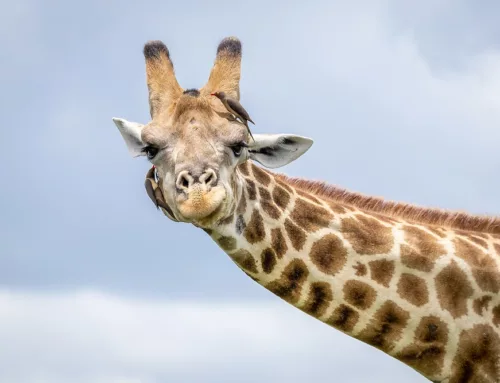 Giraffe Photography Tips
