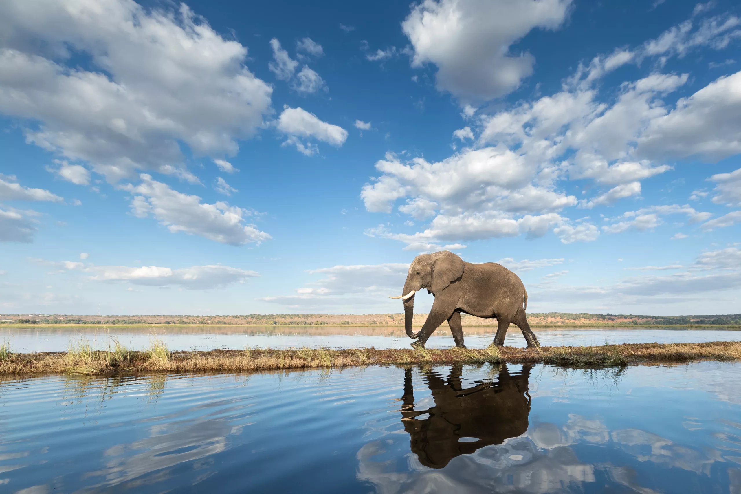 Elephant on the Chobe Floodplains